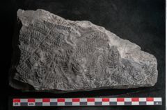 Foto (Detailansicht) von Senftenbergia crenata Lindl. et H. (NHMW-GEO-2024-0188-10949)